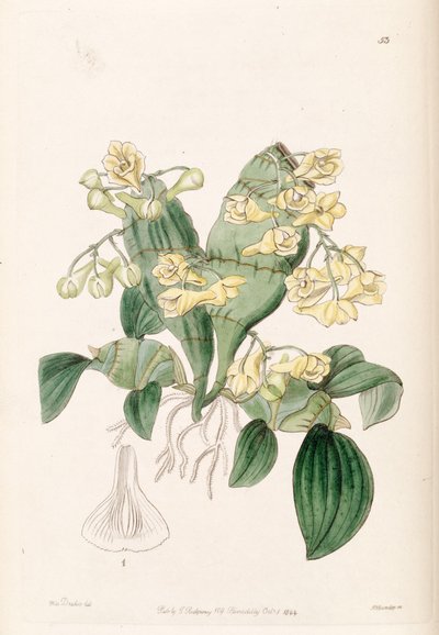 Dendrobium compressum by Miss Drake